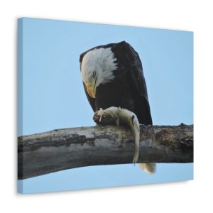 Eagle with Fish - Canvas Gallery Wrap