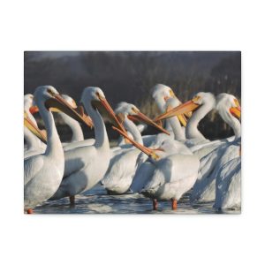 Pelicans On Grass Lake Island - Satin Canvas, Stretched