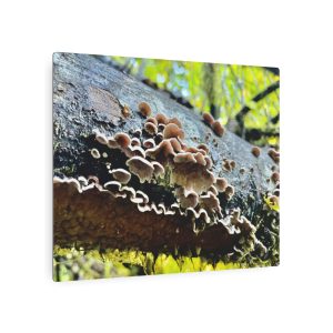 Silverleaf Fungus Mushroom - Metal Art Sign