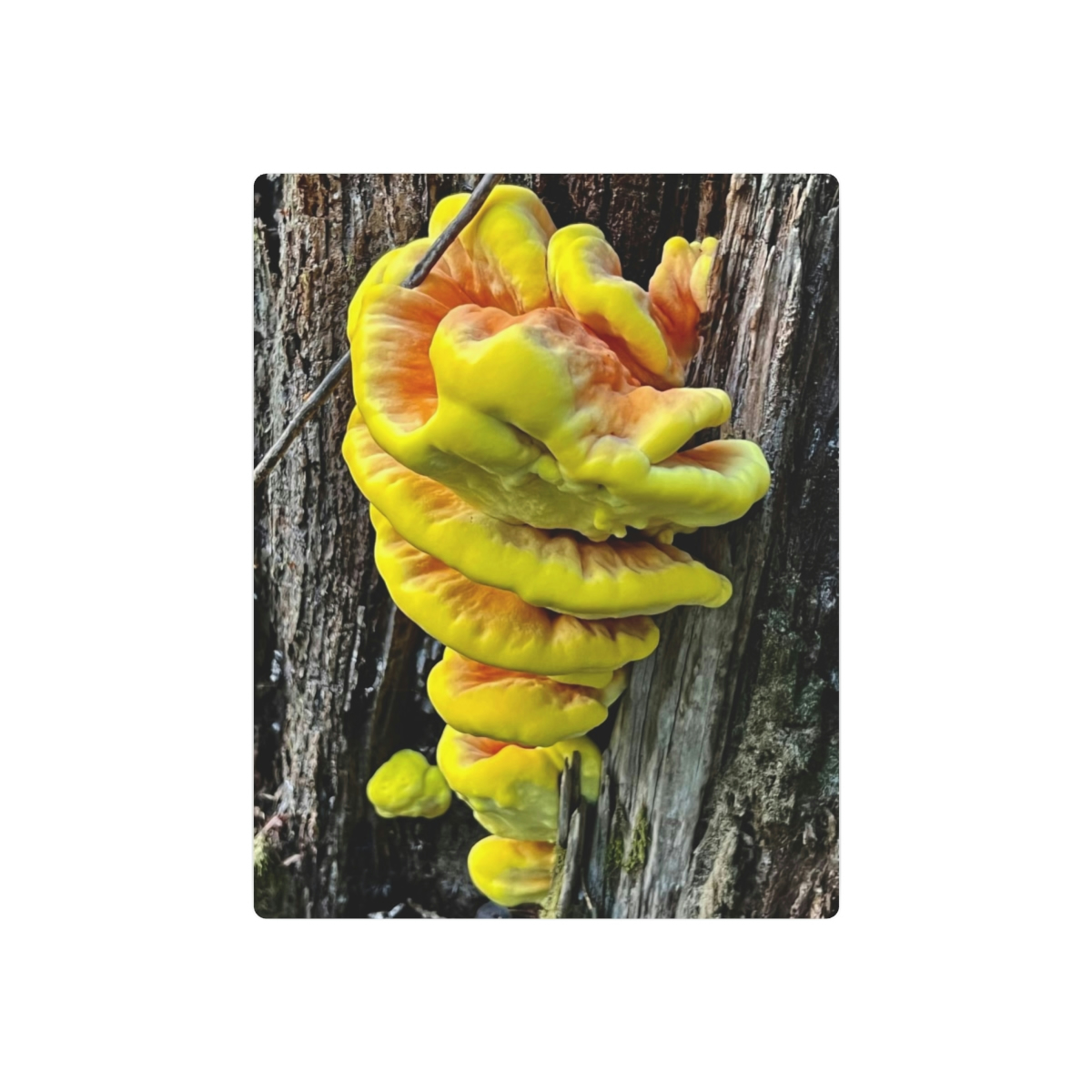 Chicken-of-the-Woods Mushroom - Metal Art Sign - Image 7