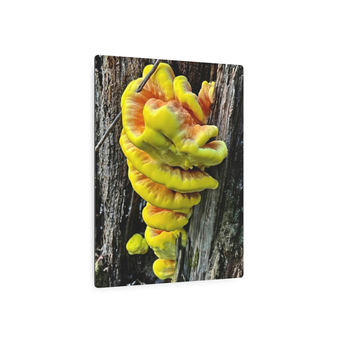 Chicken-of-the-Woods Mushroom - Metal Art Sign - Image 9