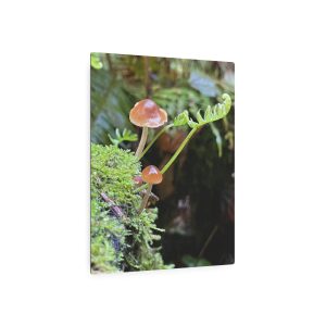Red Edge Brittlestem Mushroom - Metal Art Sign