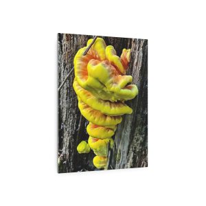 Chicken-of-the-Woods Mushroom - Metal Art Sign