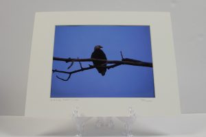 Pre-matted - Bald Eagle/Nippersink Lake