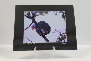 Pre-matted Black - Bald Eagle, Fox River