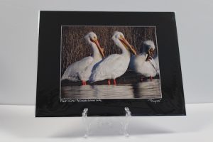 Pre-matted Black - Fresh Water Pelicans, Grass Lake