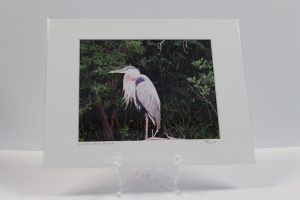 Pre-matted White - Great Blue Heron, Fox River - 2
