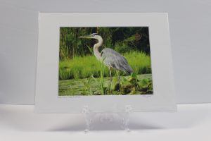 Pre-matted White - Great Blue Heron, Fox River