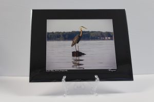 Pre-matted Black - Great Blue Heron, Grass Lake