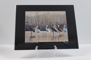 Pre-matted Black - Pelican & Sandhill Cranes
