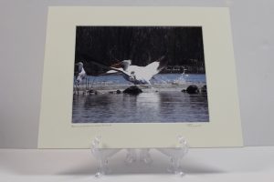 Pre-matted - Pelicans On Grass Lake Island