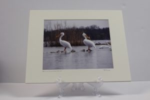 Pre-matted - Pelicans On Grass Lake Island 2