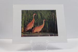 Pre-matted White - Sandhill Cranes, Fox River - 2