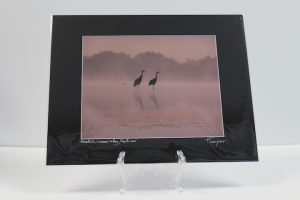 Pre-matted Black - Sandhill Cranes in Fog, Fox River