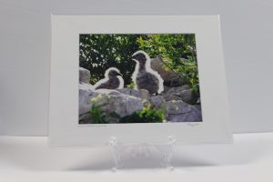 Pre-matted White - Sea Gull Babies, Grass Lake