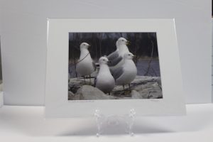 Pre-matted White - Sea Gulls on Grass Lake Island