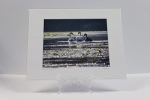 Pre-matted White - Swans and Baby, Fox River