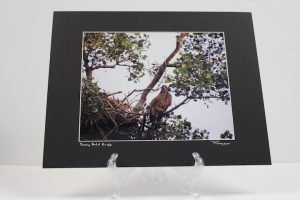 Pre-matted (Black) - Young Bald Eagle