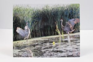 Sandhill Cranes, Fox River - Metal Photo