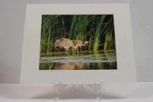 Pre-matted - Sandhill Cranes Fox River 2009