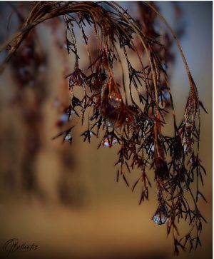Drops in Amber