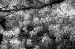 In Shadows & Blooms
