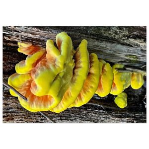 Chicken-of-the-Woods - Jigsaw Puzzle (1000-Piece)